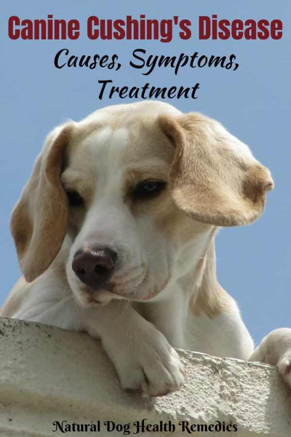 Canine Cushings Disease