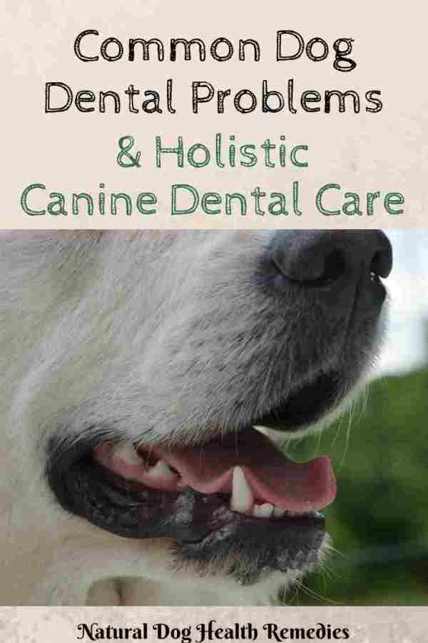 Home Dental Care for Dogs