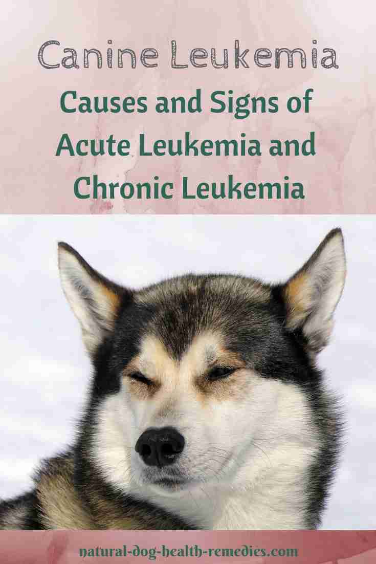 Canine Leukemia Symptoms and Treatment