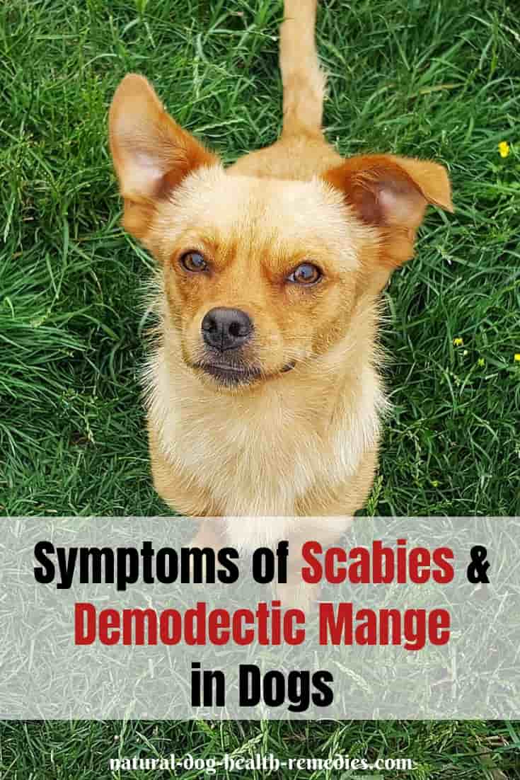 Canine Mange Symptoms & Treatment