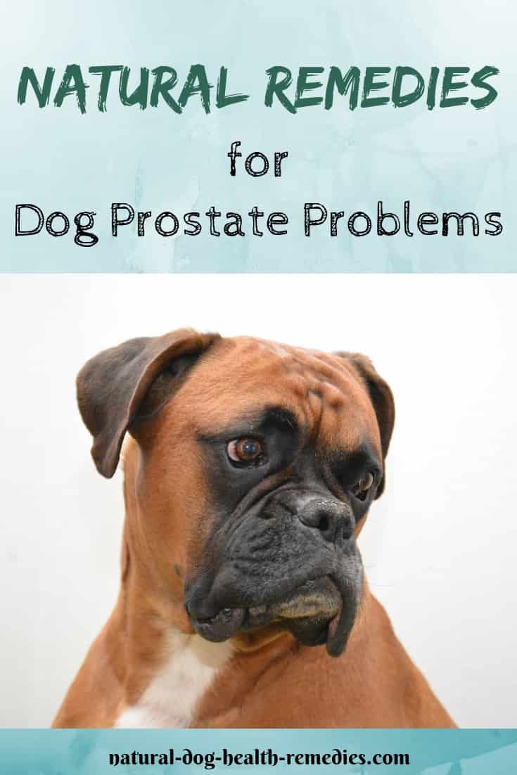 Natural Canine Prostate Remedies