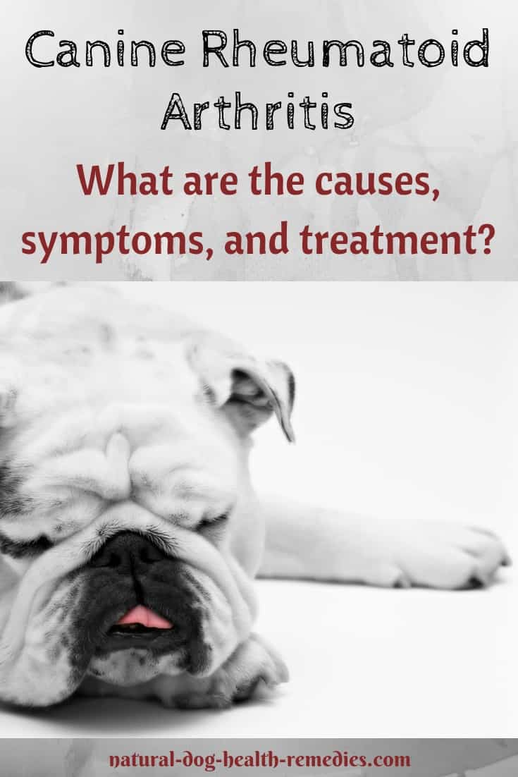 Canine Rheumatoid Arthritis Treatment
