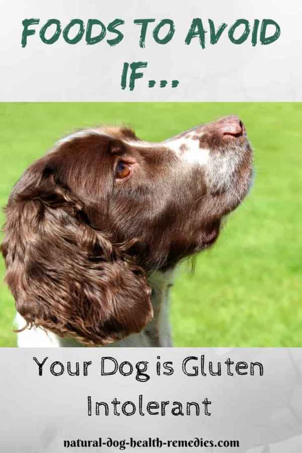 Diet for Celiac Disease in Dogs