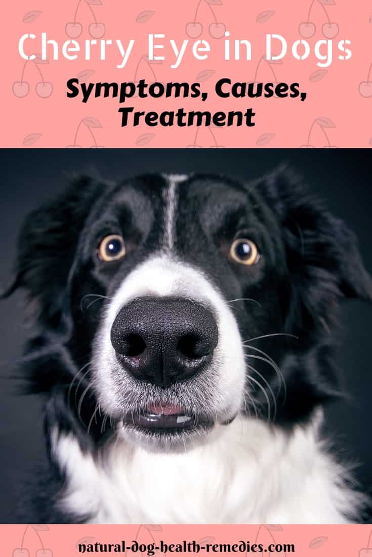 How to Treat Cherry Eye in Dogs