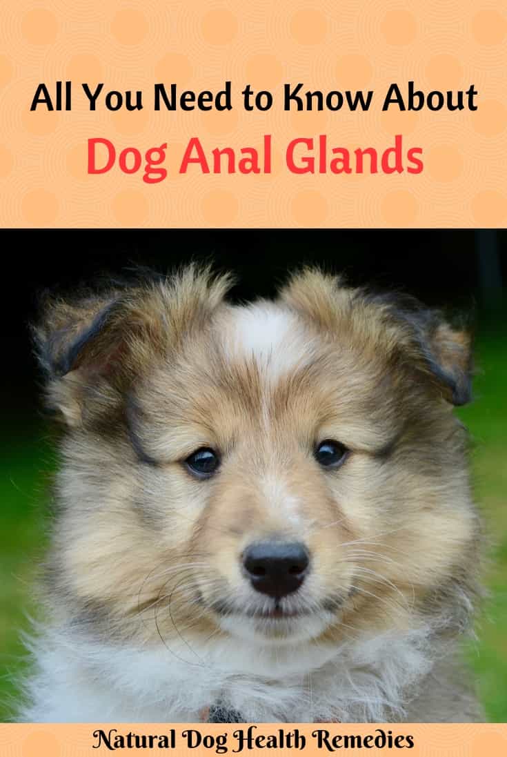 Dog Anal Glands