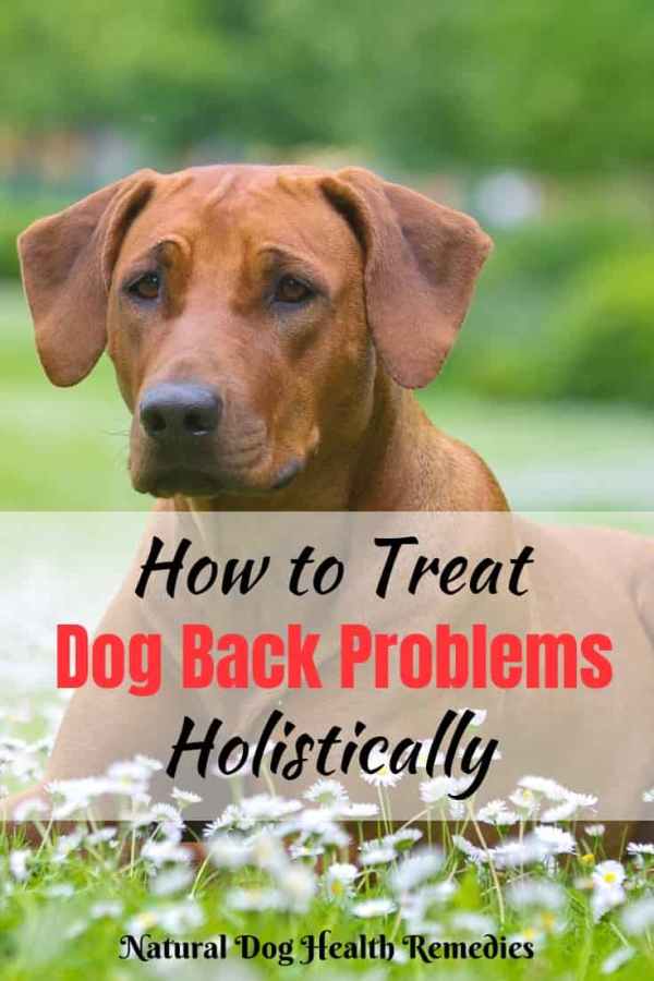 Dog Back Problems and Back Pain Symptoms & Treatment of