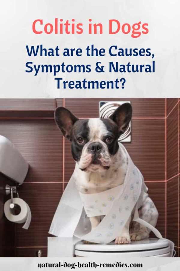 Dog Colitis Natural Remedies