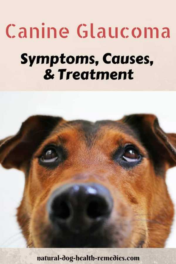Dog Glaucoma Symptoms & Treatment