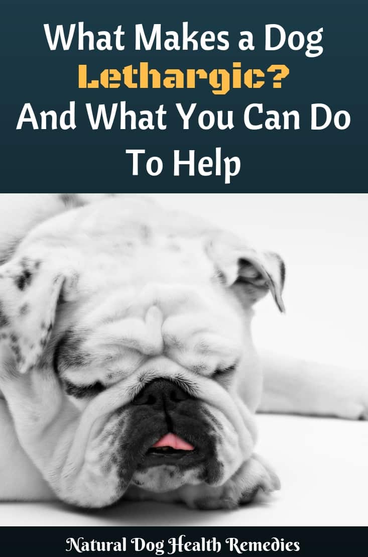 What Makes a Dog Lethargic