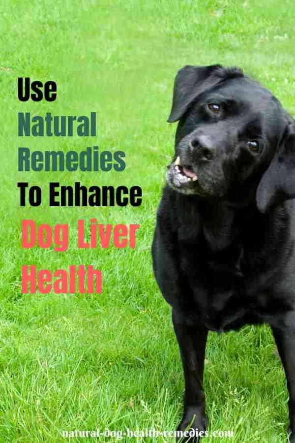 Dog Liver Health Home Remedies