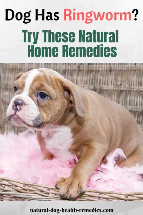 Natural Dog Ringworm Remedies