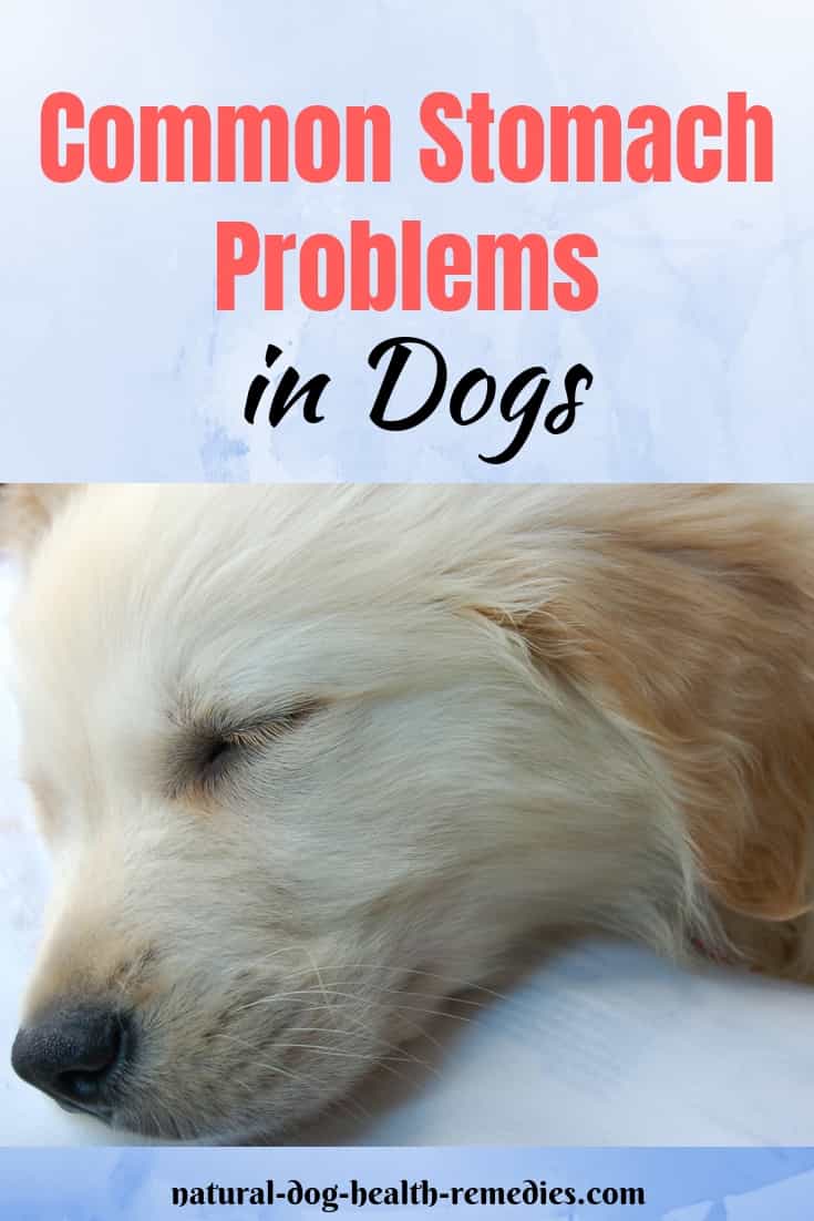 Dog Stomach Problems Dog Care for Upset Stomach