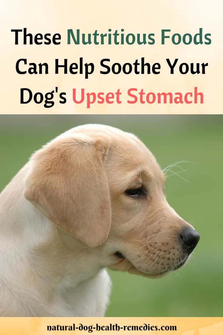 Natural Foods for Dog Upset Stomach