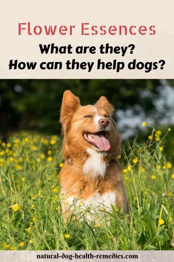 Flower Essences for Dogs
