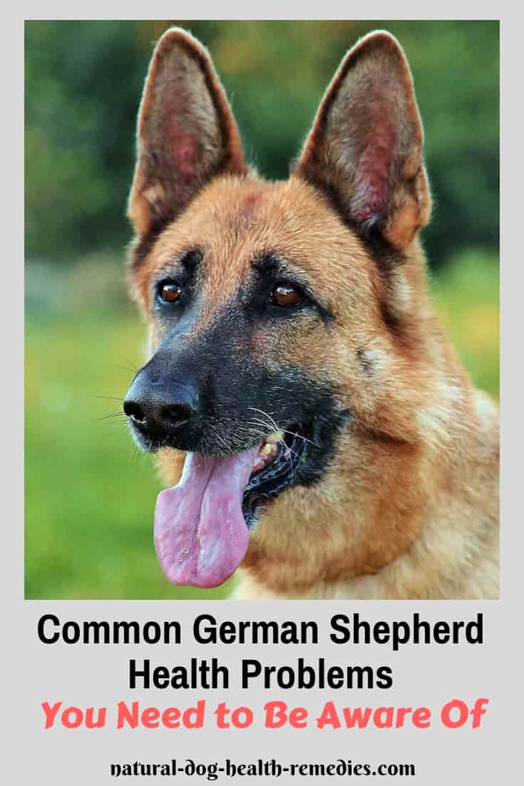 Common German Shepherd Health Issues