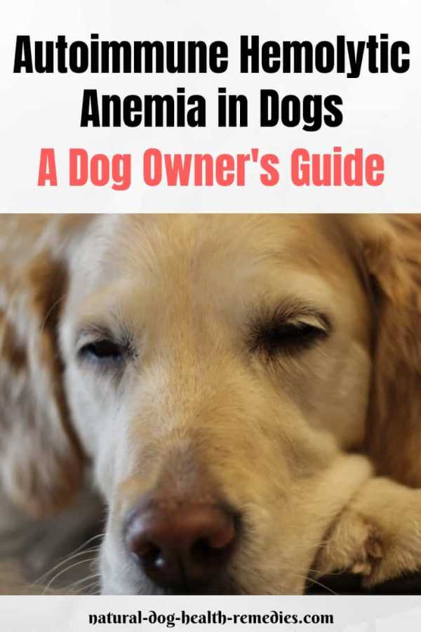Autoimmune Hemolytic Anemia in Dogs