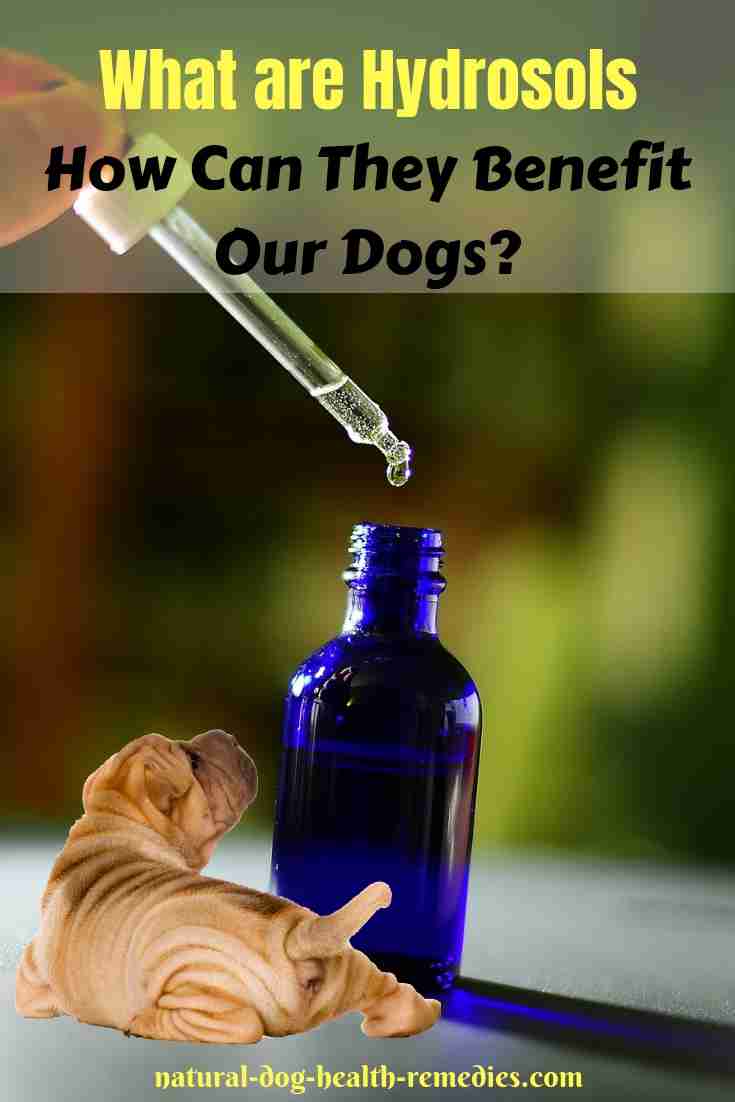 Benefits of Hydrosols for Dogs