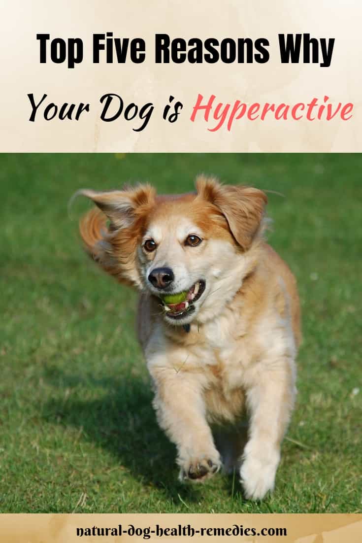 Symptoms of Hyperactive Dogs