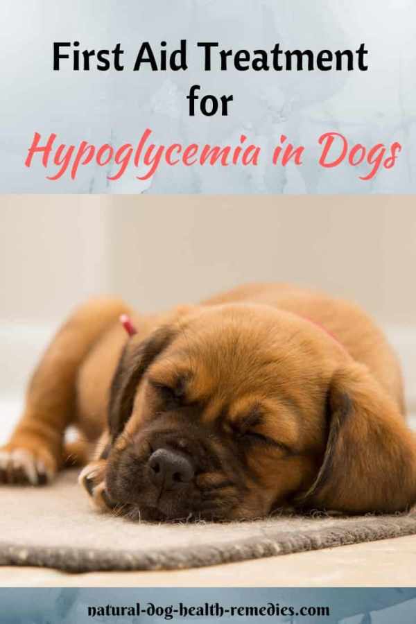 First Aid for Hypoglycemia in Dogs