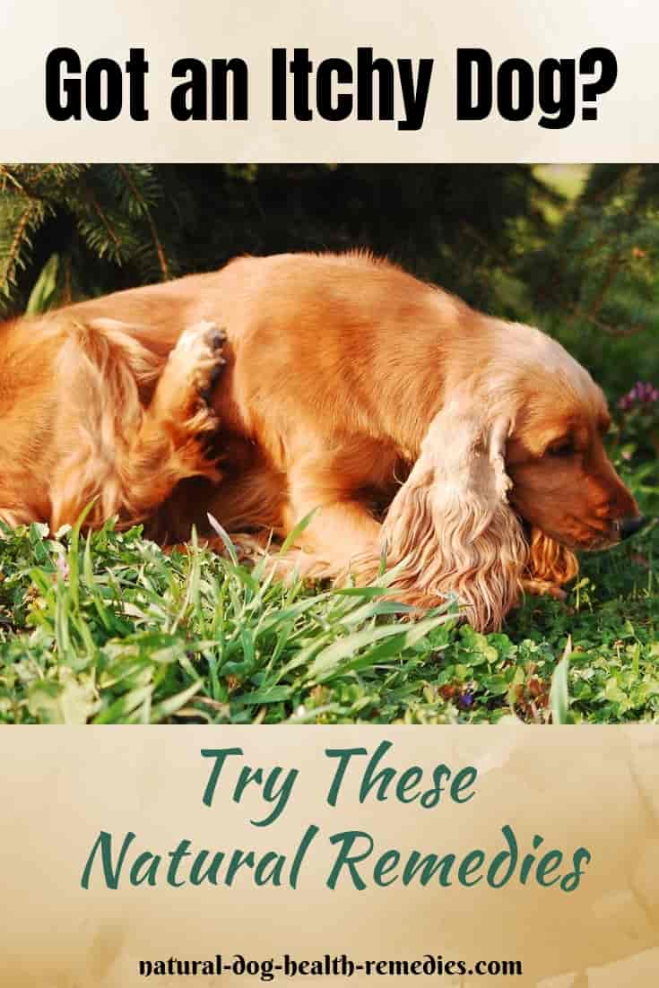 Natural Itch Relief for Dogs