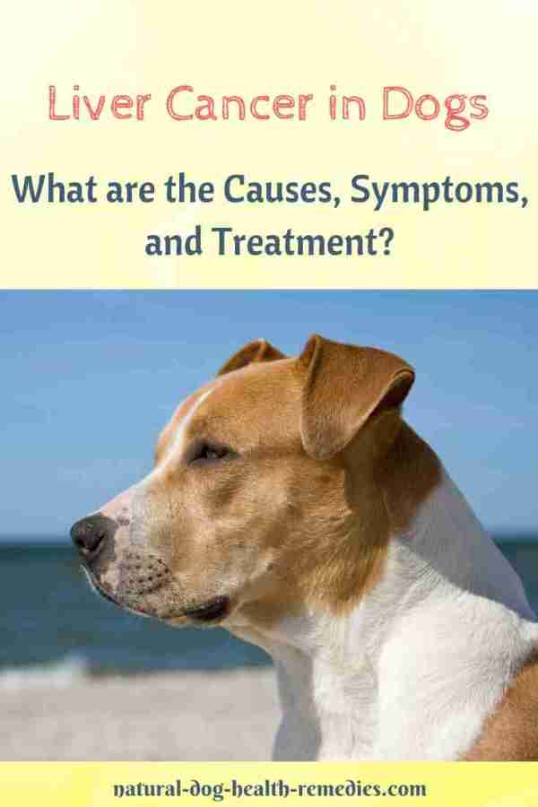 Treatment and Prevention of Liver Cancer in Dogs