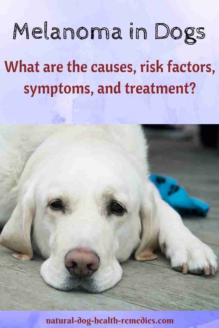 Melanoma in Dogs