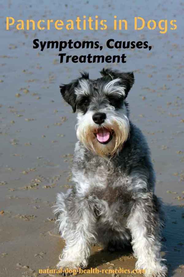 Symptoms and Treatment of Pancreatitis in Dogs