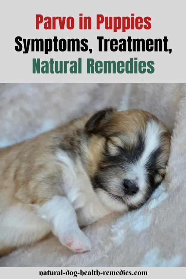 Parvo Symptoms & Treatment