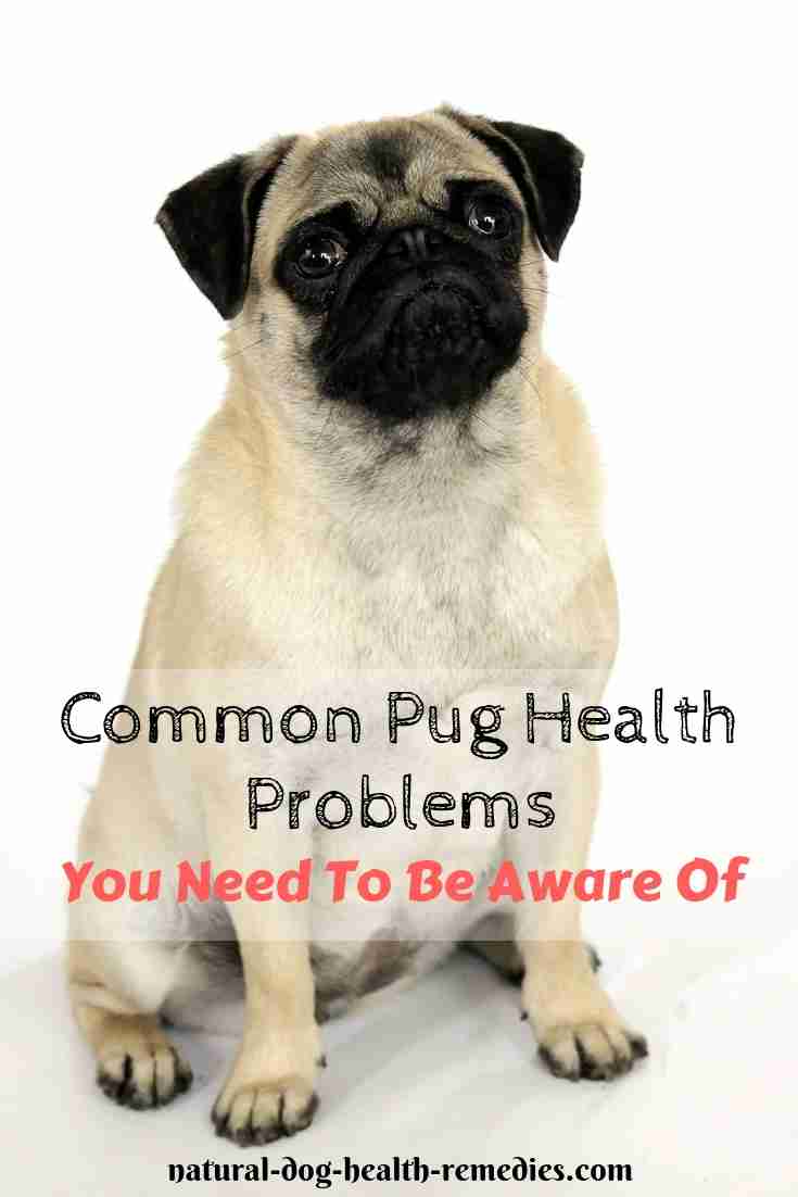 Pug Health Problems