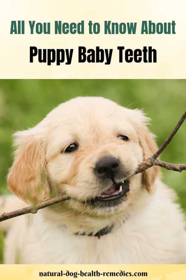 Puppy Baby Teeth and Puppy Teething