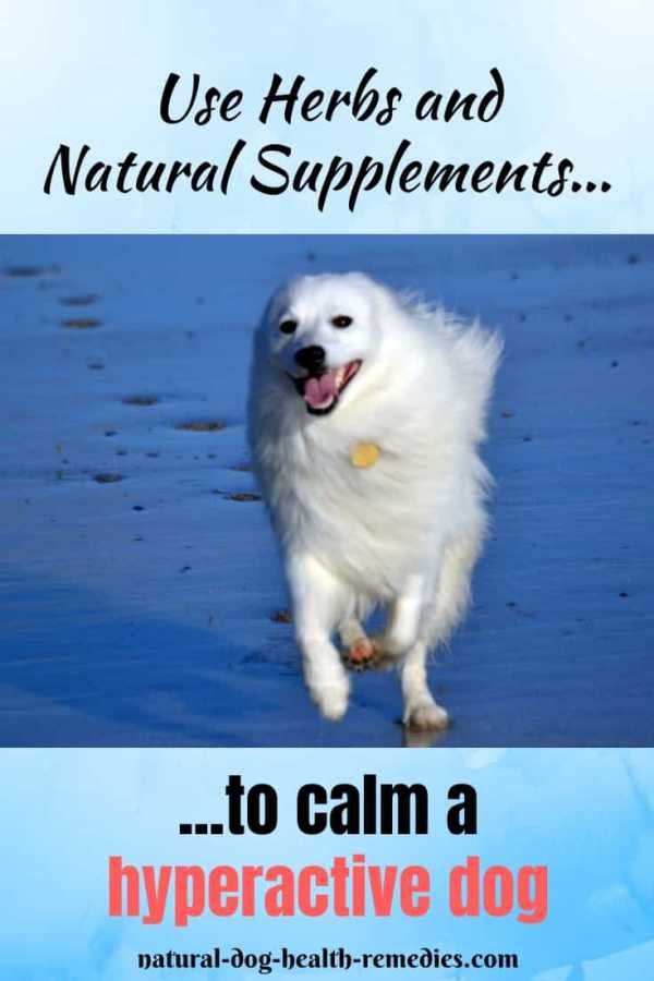 Remedies for Hyperactive Dogs