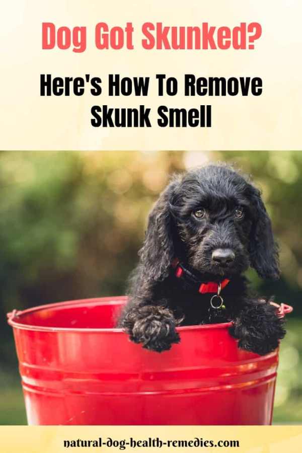 How to Remove Skunk Smell in Dogs