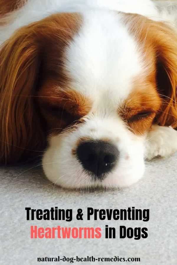 Treating Heartworm in Dogs