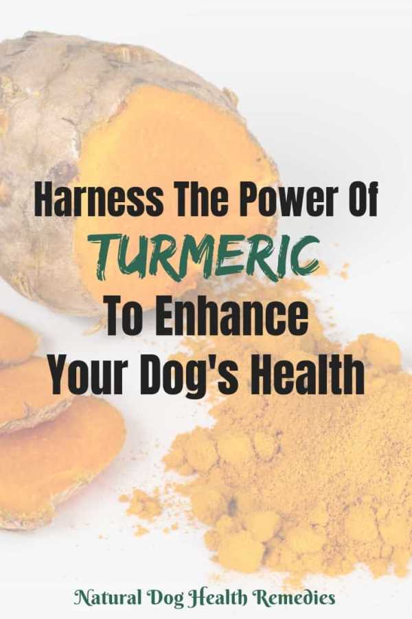 Turmeric for Dogs