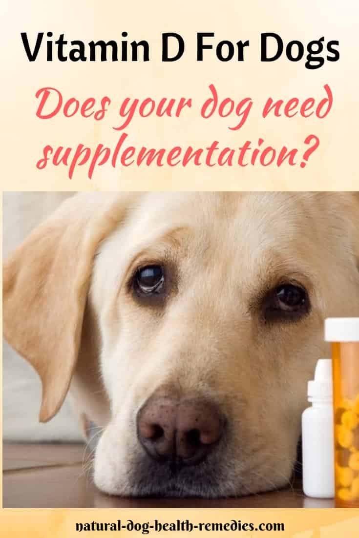 Vitamin D for Dogs