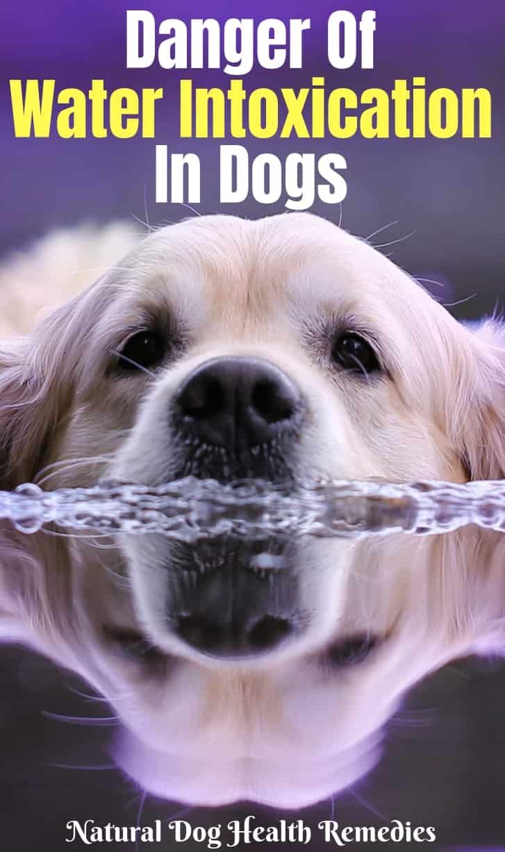 Water Intoxication in Dogs