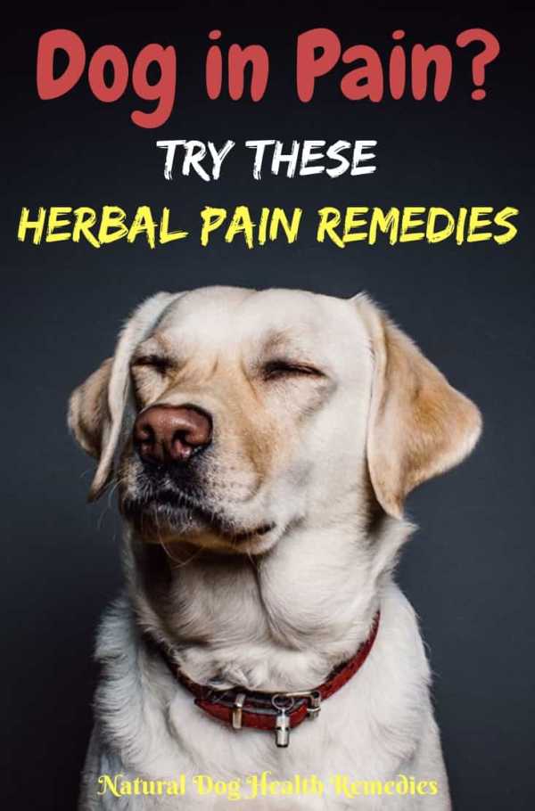 Natural Herbal Pain Relief for Dogs