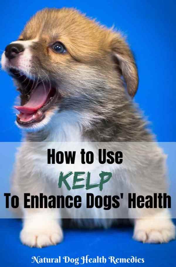 Benefits of Kelp for Dogs