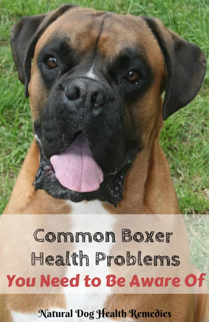 Boxer Health Problems