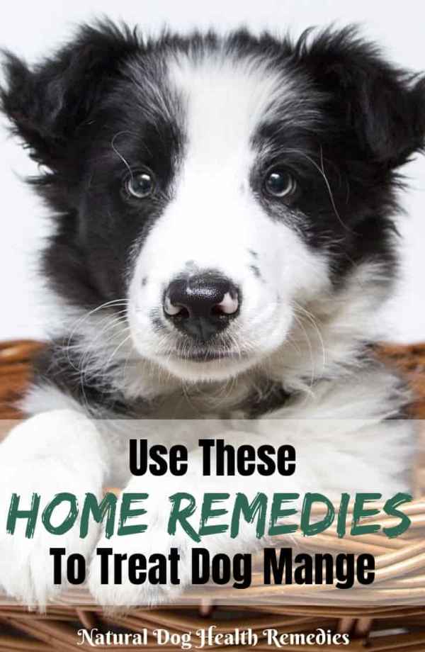 Home Remedies for Mange in Dogs