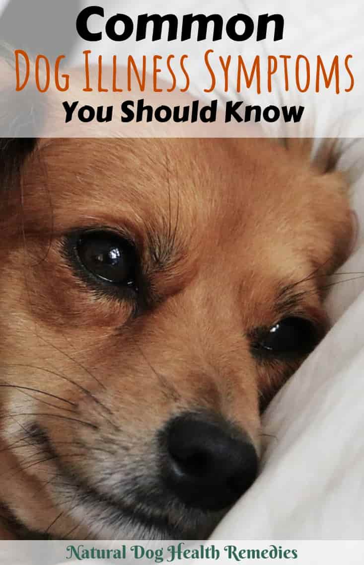 Dog Illness Symptoms Common Canine Illnesses