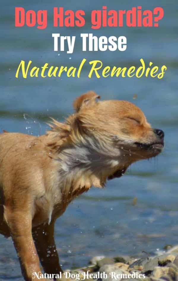 Natural Remedies for Giardia in Dogs