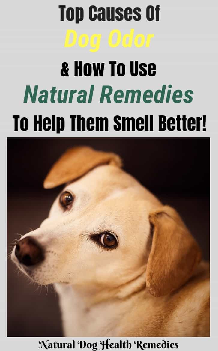 Dog Odor Causes