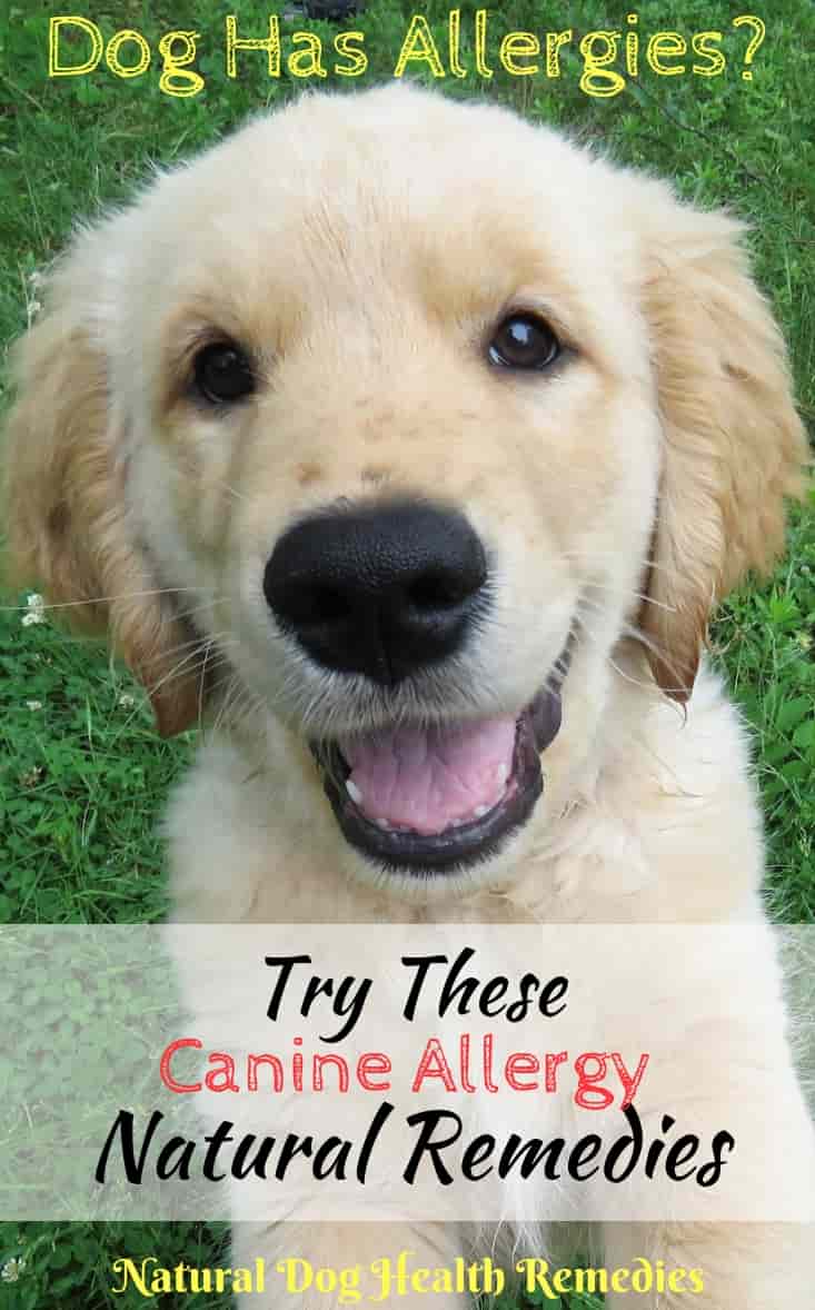 Natural Allergy Relief for Dogs