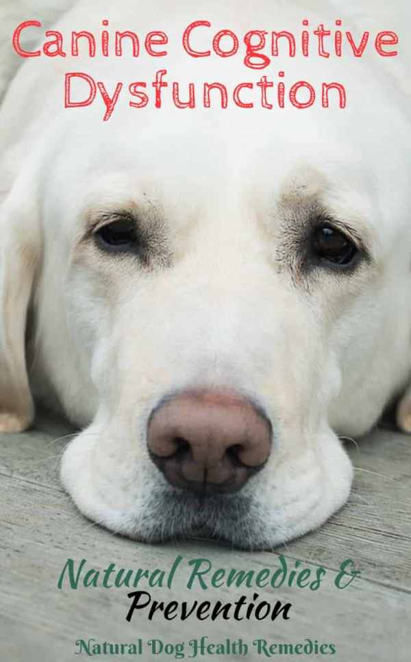 Natural Remedies for Dog Dementia