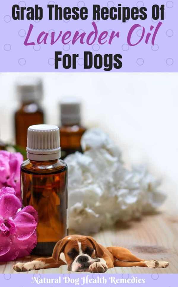 Lavender Oil Benefits to Dogs