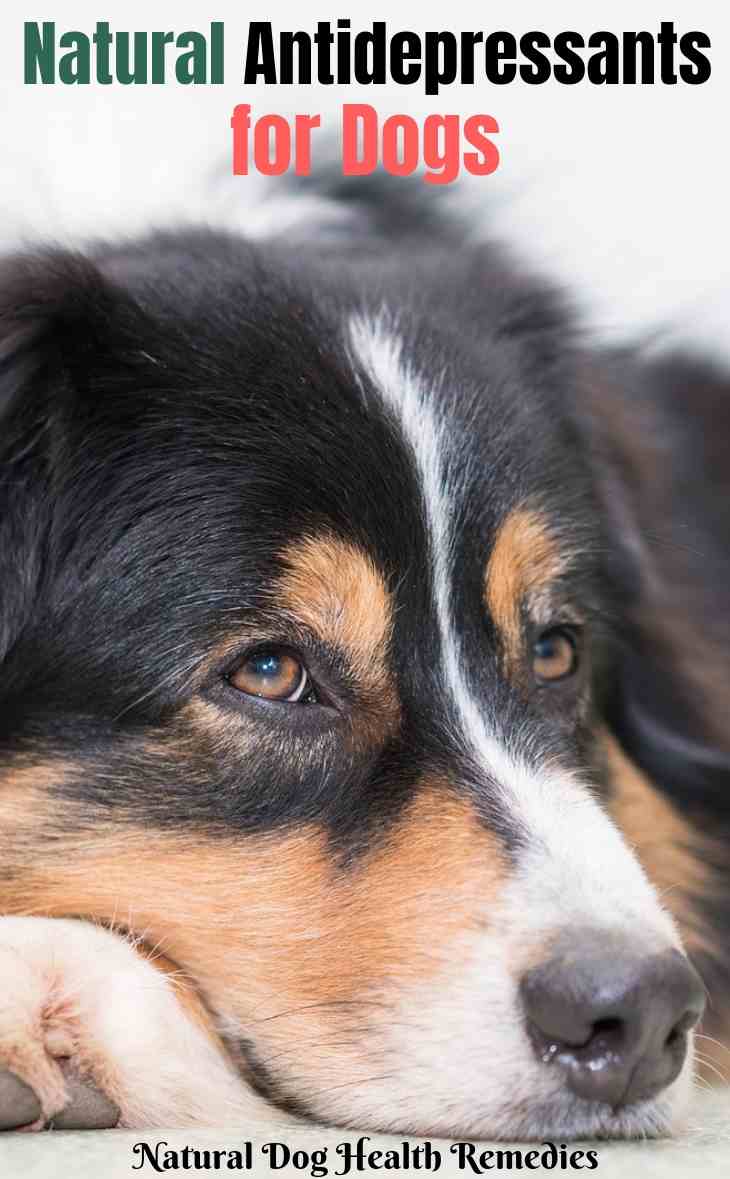 Natural Antidepressants for Dogs