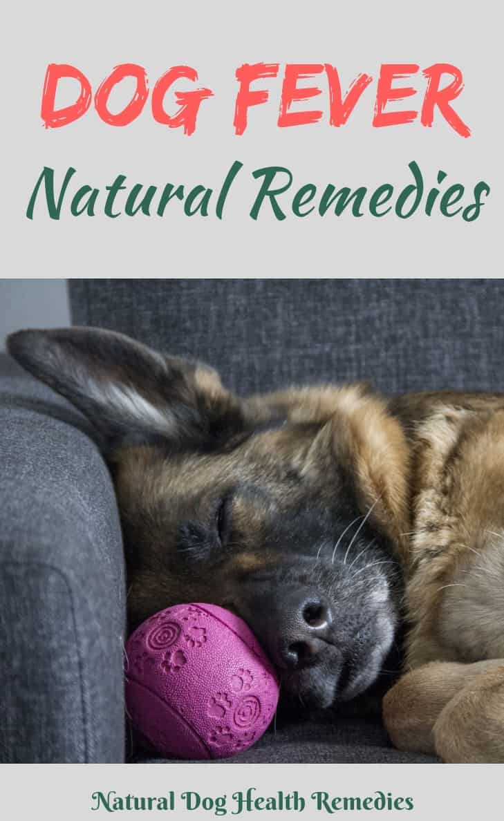 Dog Fever Natural Treatment