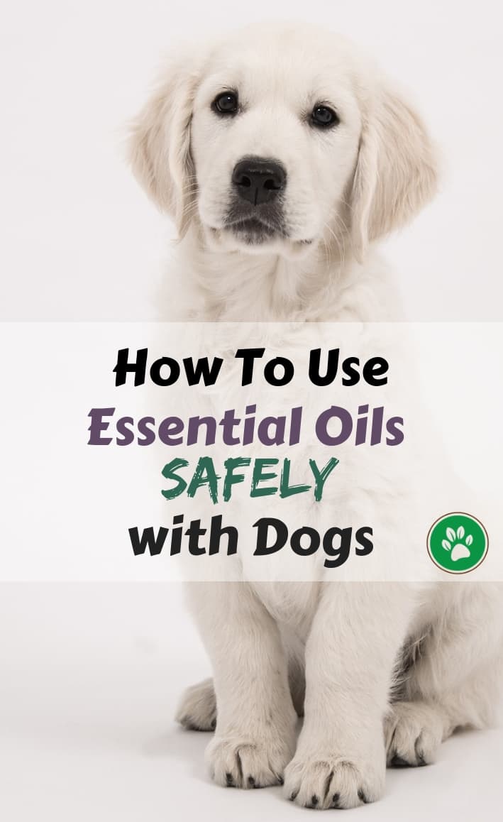 Aromatherapy for Dogs