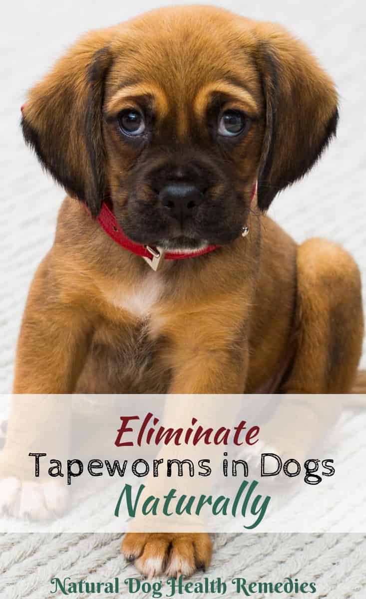 Natural Remedies for Tapeworms in Dogs